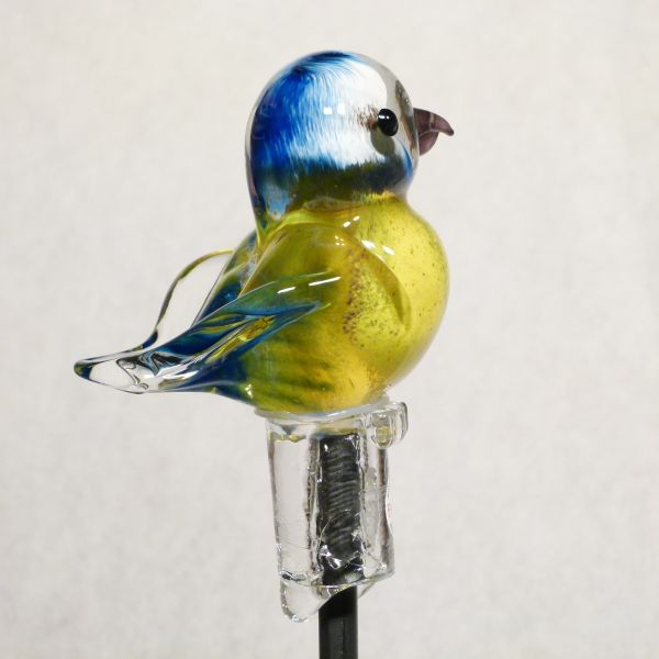 Gartenvogel Blaumeise